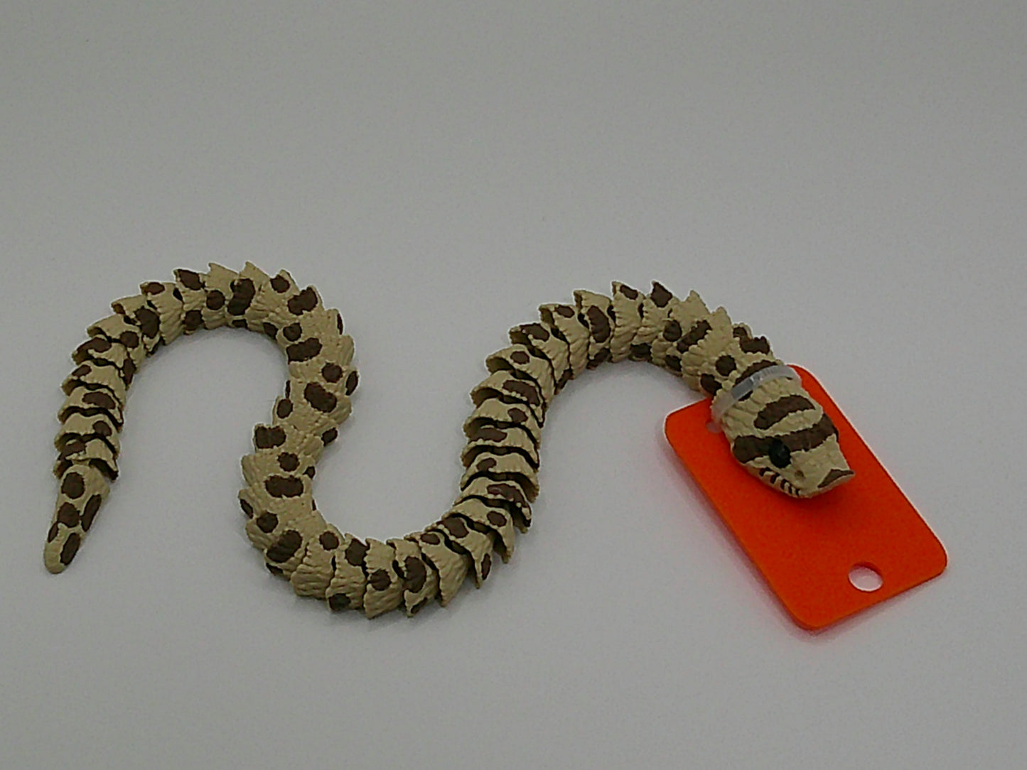 Hognose Snake
