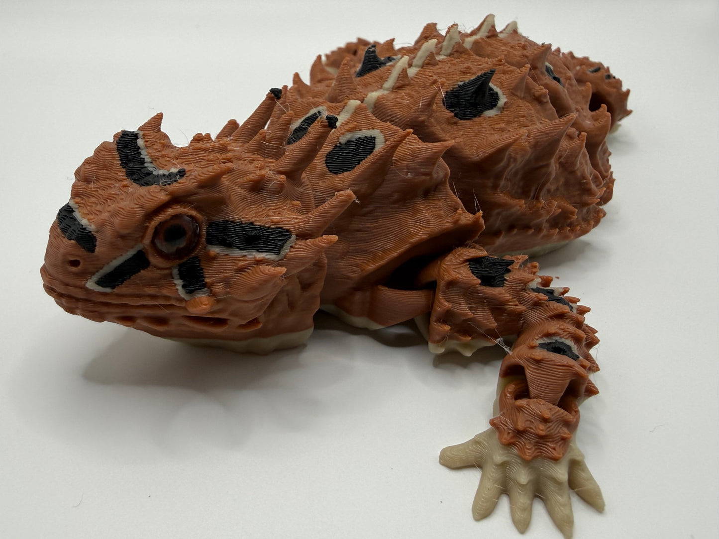 Horned Lizard