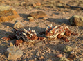 Horned Lizard (Magnetic)