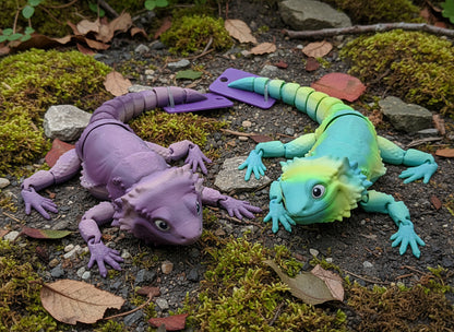 Bearded Dragon Varying Colors