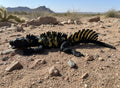 Sailfin Dragon Lizard