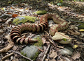 Gaboon Viper