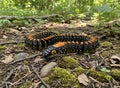 Paradise Flying Snake