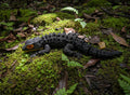 Red-Eyed Crocodile Skink