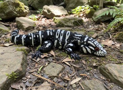 Tegu Lizard